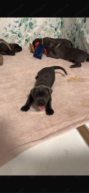 Cane Corso Welpe - Rüde sucht liebevolles Zuhause