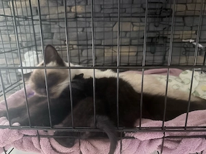    Siam-Mix Babys mit Siam-Mama Boncuk abzugeben      5 Kitten