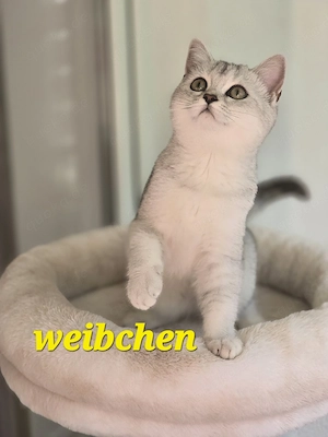 BKH Kitten Kätzchen Babykatze Weibchen shaded