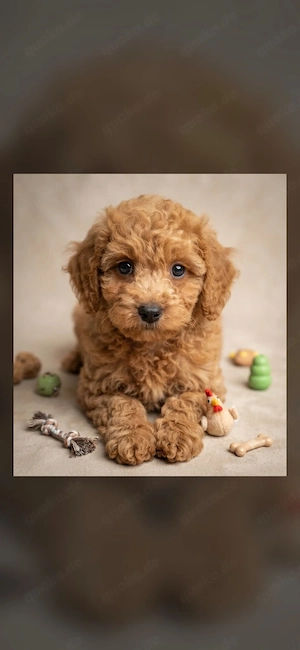 Maltipoo welpen Hündin und Rüden 
