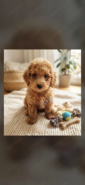 Maltipoo welpen Hündin und Rüden 