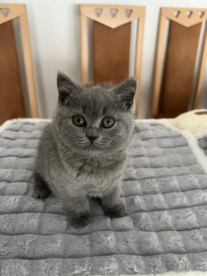 Bkk kitten blau suchen ab 19.09 neues zu Hause