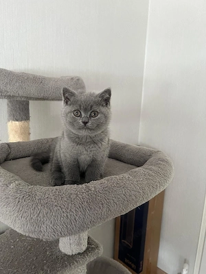 Bkk kitte blue sucht ab 19.09 neues zu Hause