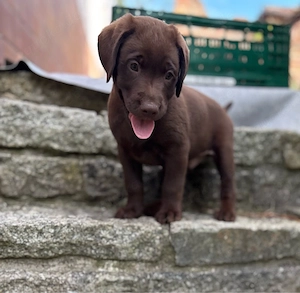Labrador Welpe, Rüde, braun und abgabebereit