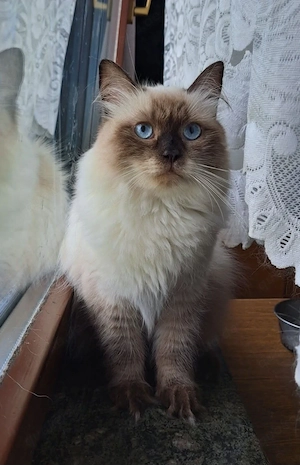 Neva masquarade sibirische Katze Madchen