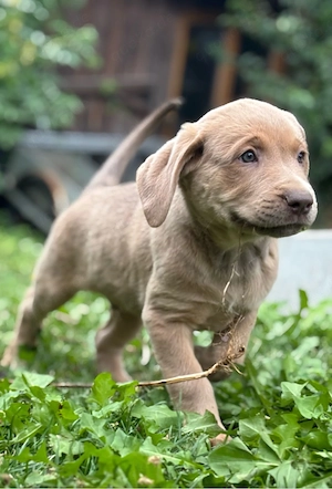 Labrador Welpen schwarz, braun, blond