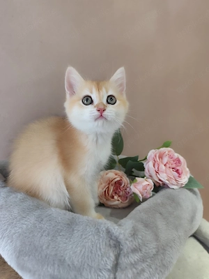 BKH Kitten .Gold Farbe.  