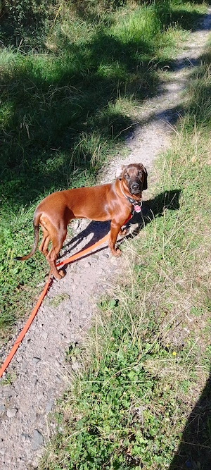 Milow sucht ein passendes neues Zuhause