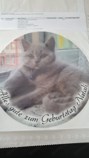 Britische kurze haare 
