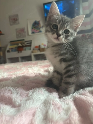 Letztes BKH Ragdoll Kitten Katze