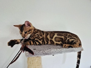 Abgabebereit Süße Bengal Kittens 