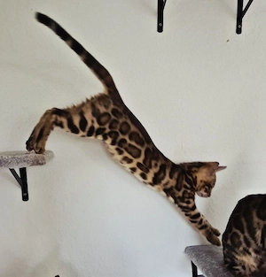 Abgabebereit SuperSüße reinrassige Bengal Kittens 