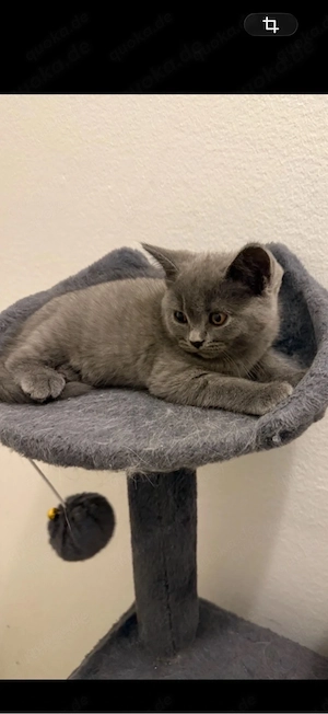 Babykatzen. bkh Kitten 