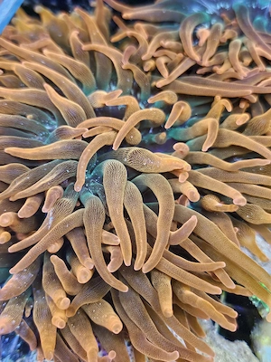 Blasenanemone   Entacmaea quadricolor