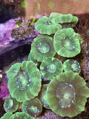 Caulastrea furcata (Neon) Flötenkoralle Bild 2