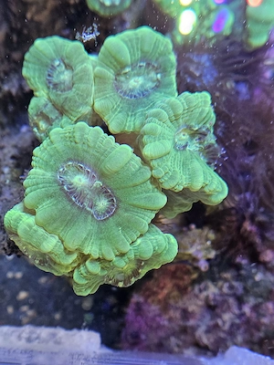 Caulastrea furcata (Neon) Flötenkoralle
