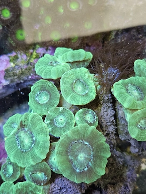 Caulastrea furcata (Neon) Flötenkoralle Bild 3
