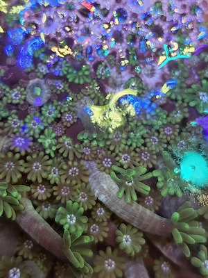  Goniopora sp.  Green Tip    Blumentopfkoralle