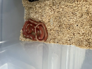 Lampropeltis Polyzona Nelsoni 1.2 Lemon Albino aberrant