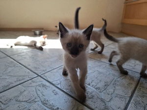 Siamkitten