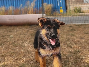 Schäferhundwelpe 