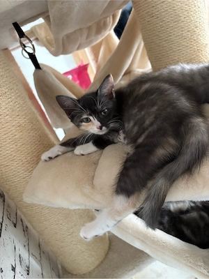 Wunderschöne Maine Coon  BKH kitten suchen ihre Familie