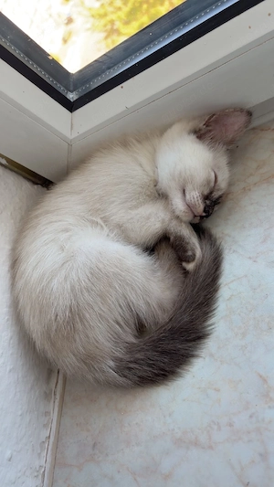 Neva Masquarade Siam kitten  Bild 3