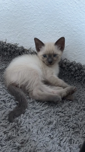 Neva Masquarade Siam kitten  Bild 4