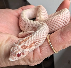 Heterodon nasicus, 1.0 superarctic albino superconda 