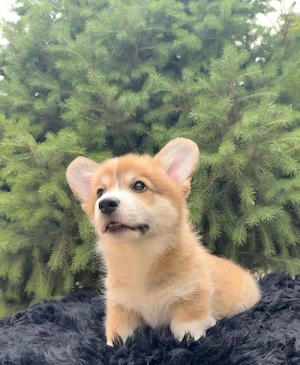 Corgi Welpe kostenlos abzugeben