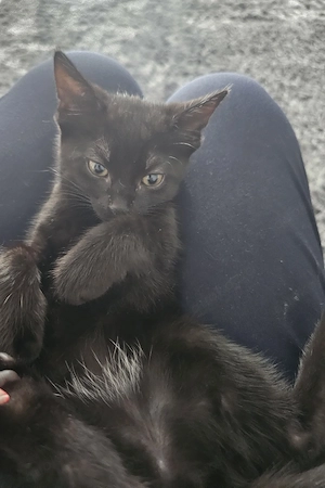 Katzenbaby Hauskatze Kätzchen 