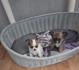 2 süße Reinrassige Mini Chihuahua 