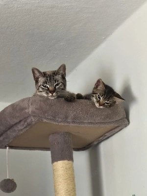 Babykatze 