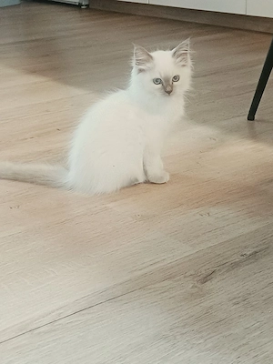 Heilige Birma Kitten (Katzen)