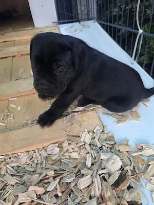 Reinrassige Cane Corso Welpen FCI  IKU  Bild 6