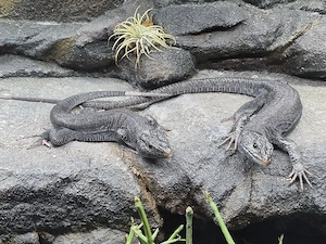 1.1 Timon lepidus, Perleidechse melanistic, schwarz
