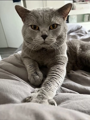 BKH Kitten Grau