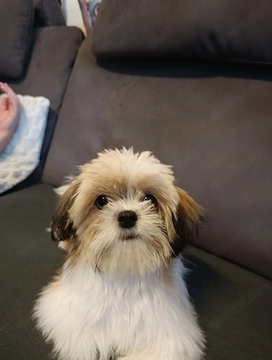 Shih-Tzu Rüde 6 Monate alt reinrassig, geimpft, gechipt, blauer Heimtierausweis Bild 3