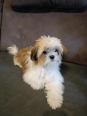 Shih-Tzu Rüde 6 Monate alt reinrassig, geimpft, gechipt, blauer Heimtierausweis