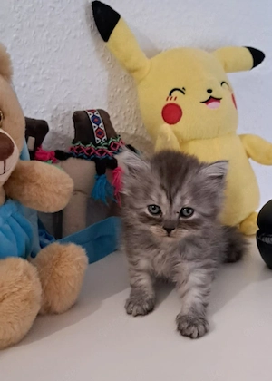 Britisch kurzhaar KITTEN 