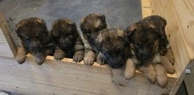 Niedliche und liebenswerte Deutsche Schäferhundwelpen suchen ein liebevolles Zuhause.