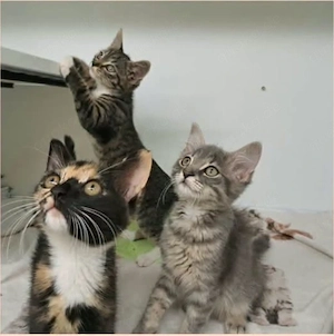 3 wunderschöne Maine Coon Mix Mädchen suchen ein liebevolles Zuhause