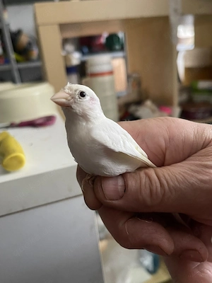 Japan-Hoso Kanarienvögel   weiß   Jungvögel abzugeben