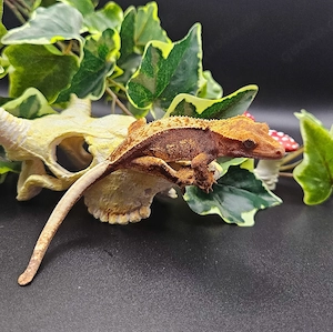Kronengecko 0.0.1 Nachzucht Correlophus Ciliatus 