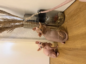 Süße Sphynx-Kätzchen suchen ein liebevolles Zuhause!