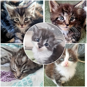 Maine Coon Kitten reinrassig