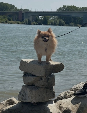 Liebevolle Zwergspitz Pomeranian Hündin