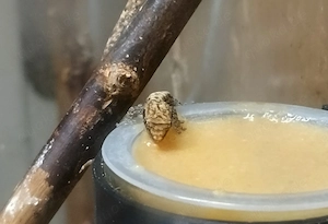 4 Jungferngeckos, Jungtiere NZ