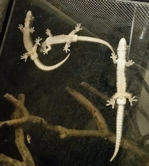eurydactylodes occidentalis, Chamäleongecko 