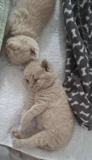 BKH Kitten Reinrassige  
